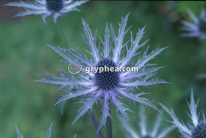 Panicaut des Alpes (Eryngium alpinum) - fleurs groupées en ombelles - gryphea.com